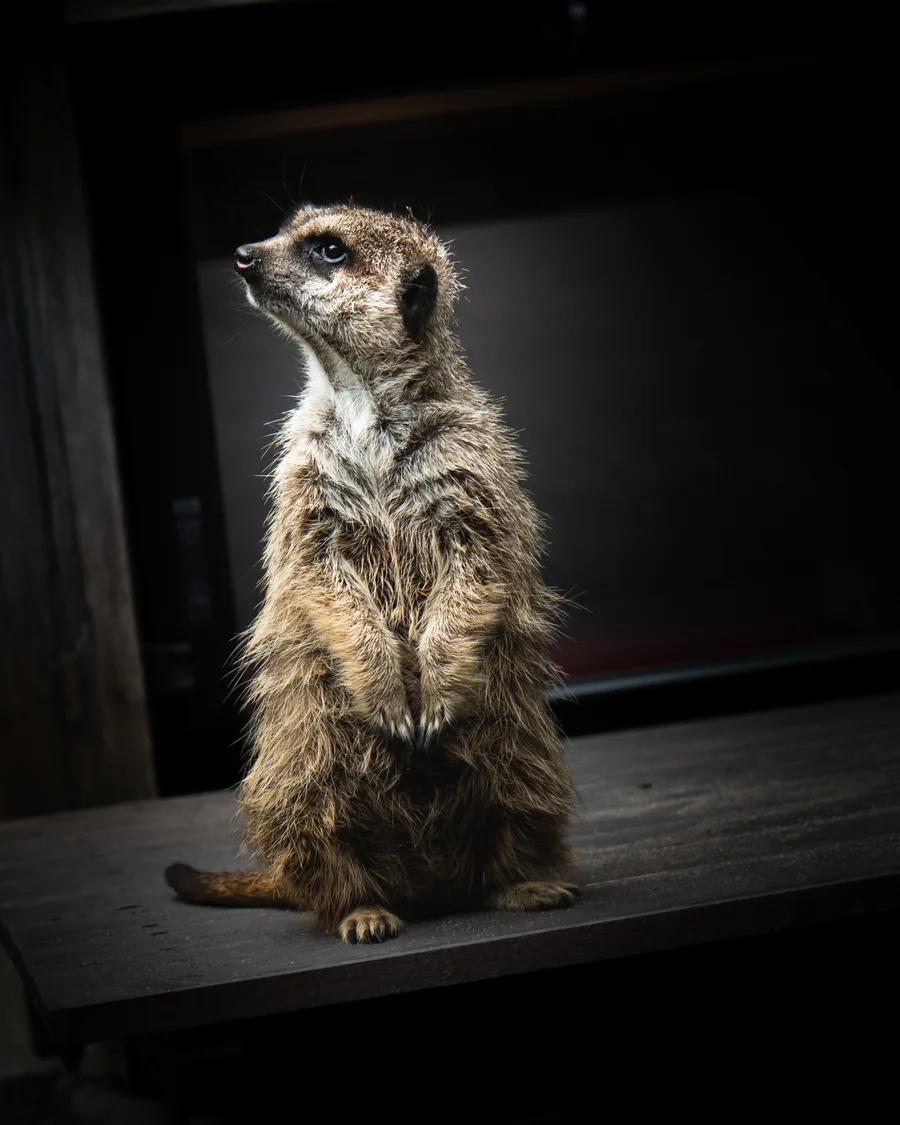 Fur + Feathers — photo 1