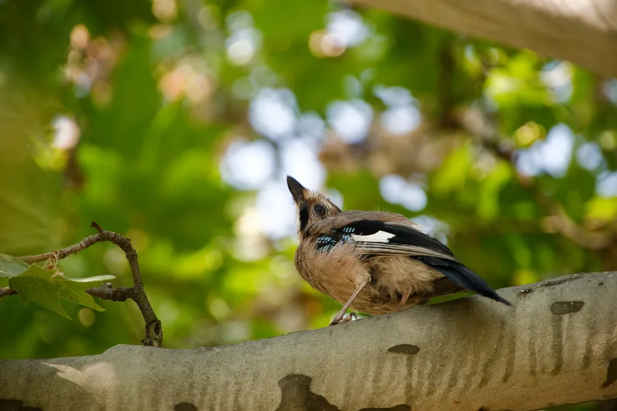 Fur + Feathers — photo 6