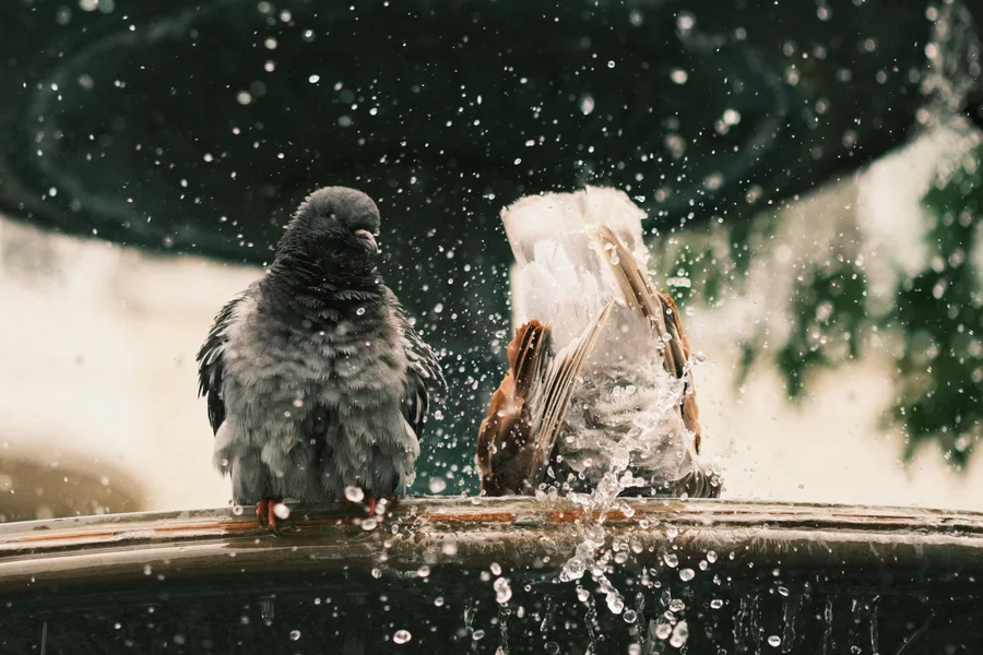 Fur + Feathers — photo 9